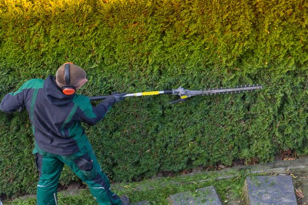 Service de taille de haie, Brignoles, YT MULTISERVICES