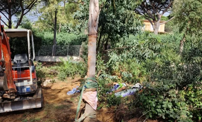 Plantation du palmier 